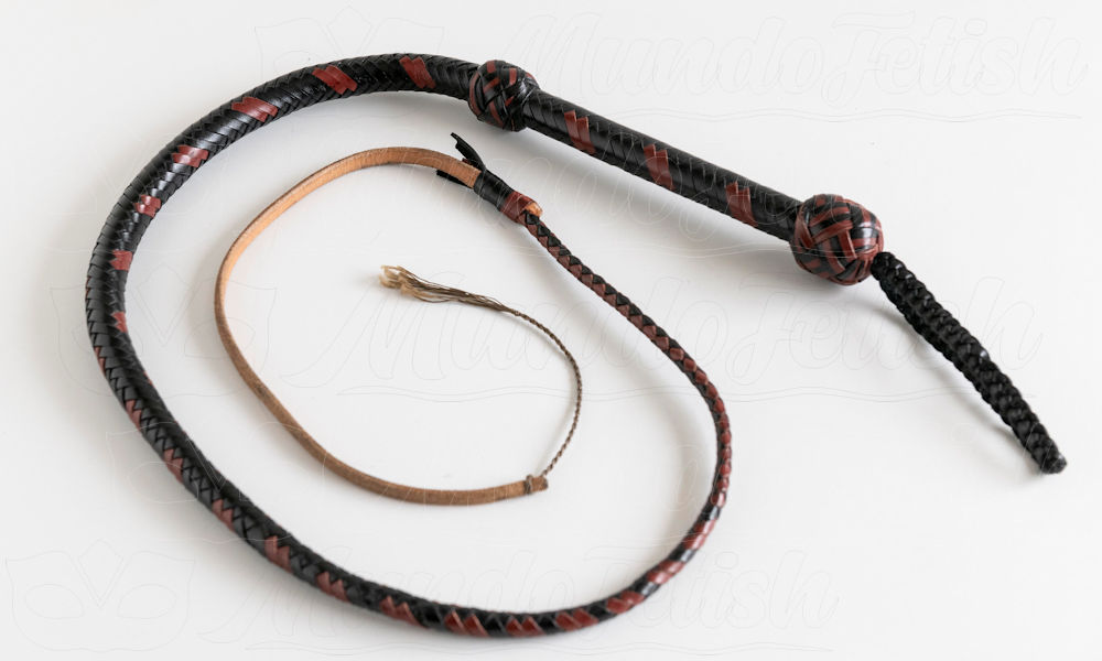 Bullwhip bicolor